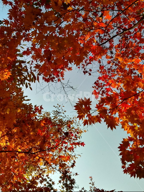 낙엽,단풍,落葉,leaves,나뭇잎,단풍나무,식물,maple,낙엽활엽관목,잎,계절,가을,자연,풍경,outdoors,옥외,fallautumnseason,naturelandscape,풍경사진,하늘,가을,계절,fall,autumn,season,plant,leaf,tree,나무