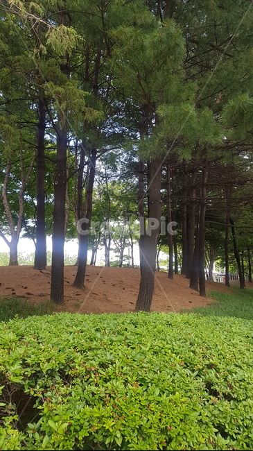 숲,나무,초록,편안한,휴식,힐링,산책,정화,여유,갈색,녹색