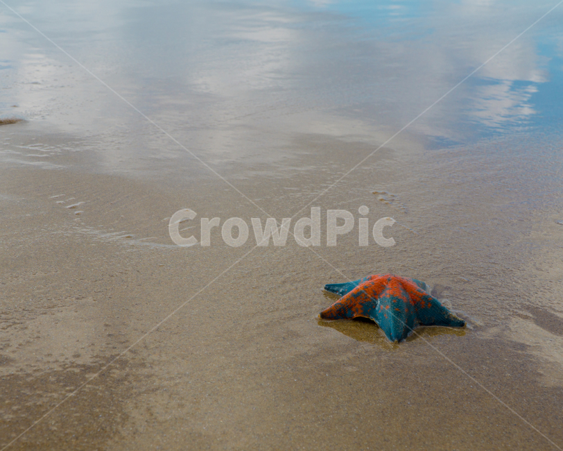 별가사리,서해,바다,썰물,불가사리,바다빛,밀물,해변,바다,beach,sea