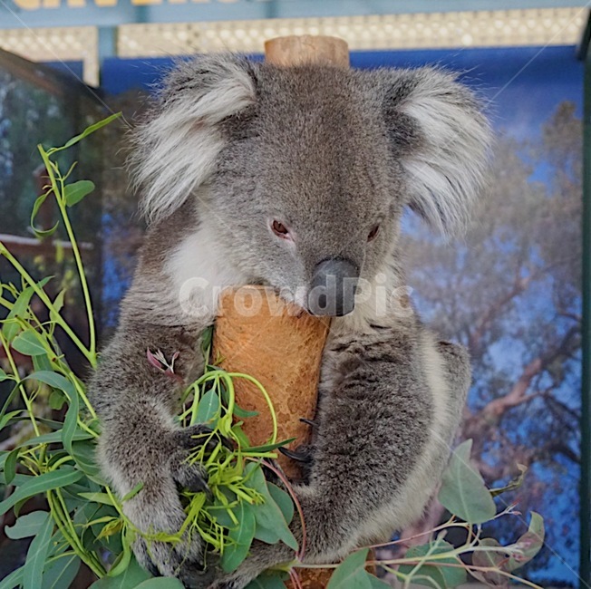 코알라,호주,동물원,동물,animal,koala,australia,zoo,동물,animal,포유류,mammal