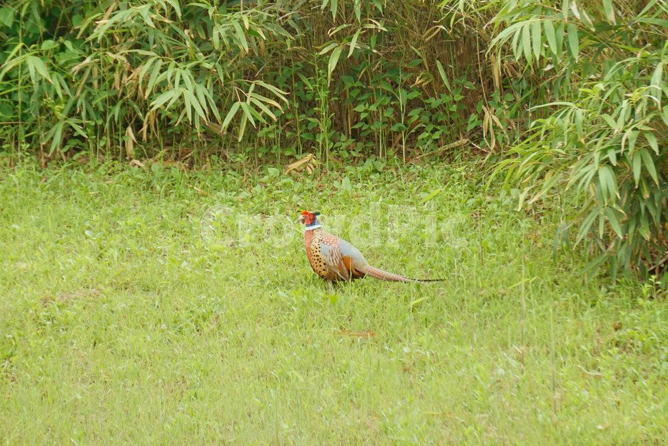 꿩,장끼,조류,새,bird,animal,plant,식물,nature,동물,animal,조류,새,birds