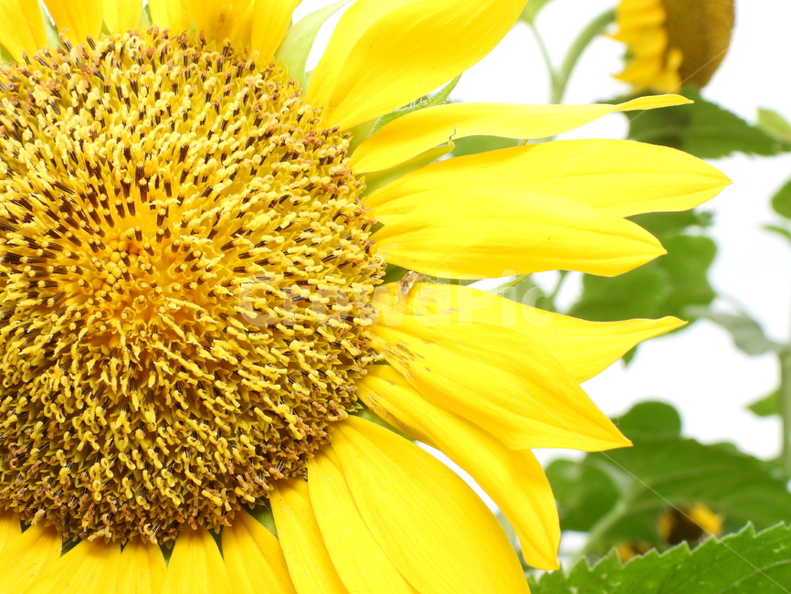 해바라기,식물,자연,노랑색,씨앗,식물,자연,plants,nature,꽃,flower