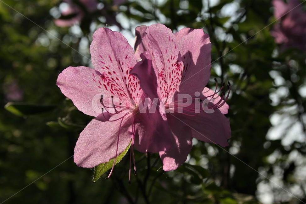 산철쭉,진달래과,산철죽,낙엽활엽관목,야생화,식물,자연,식물,자연,plants,nature,꽃,flower