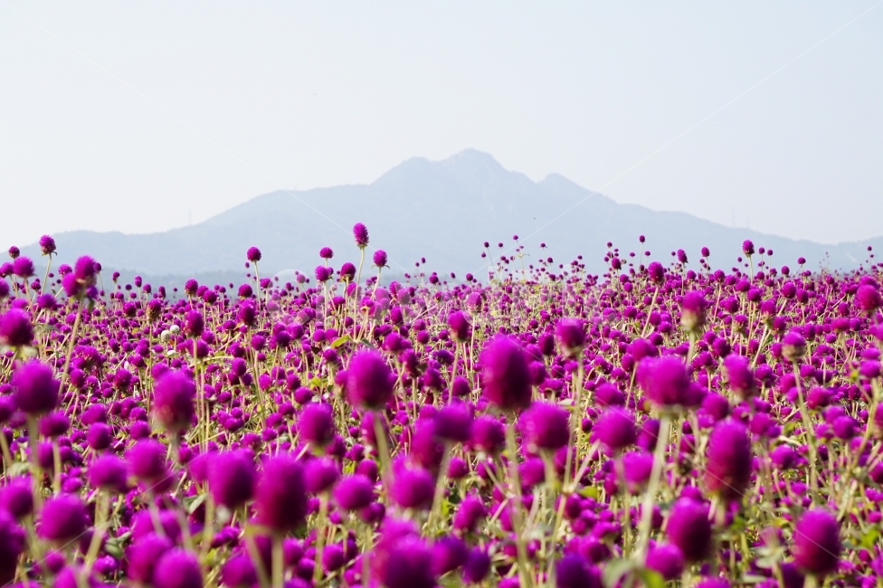 천일홍,나리공원,풍경,꽃이미지,나들이,자연,풍경,nature,landscape,식물,plants,꽃,flower,field,들