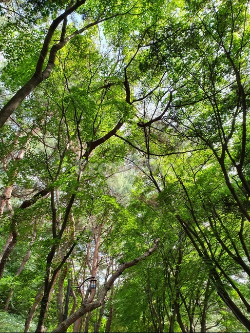 자연,풍경,숲,숲속,나무,풀,초록