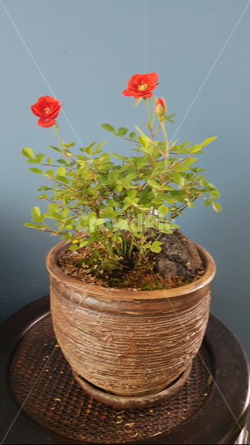 찔레,주홍색꽃,야생화,미니찔레,예쁜꽃,실내용화초,화분,화초,house plant