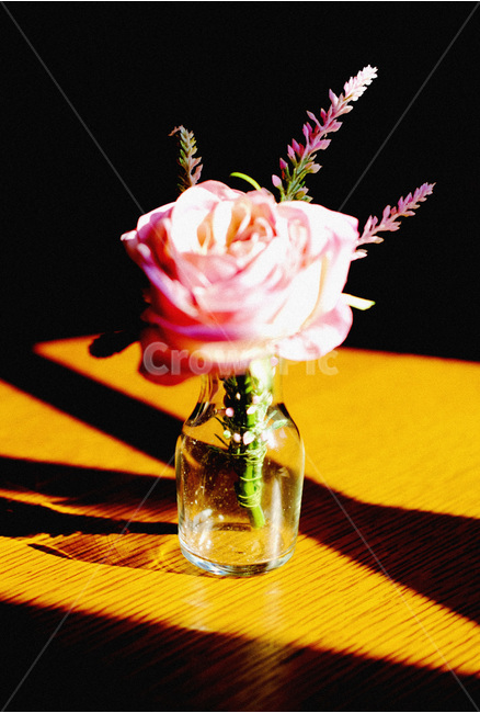 꽃,유리병,카페,감성사진,flower,cafe,꽃,flower,실내용화초,화분,화초,house plant