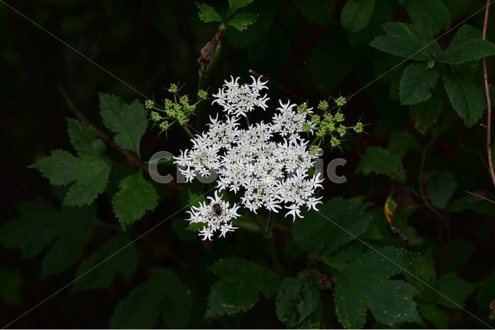 어수리,야생화,식물,자연,꽃,생태,힐링,플라워,wildflower,flower,plants,nature,season,감성,느낌,emotion,feeling,여름,여러해살이풀,산형과,어수리속,흰색꽃,식물,자연,plants,nature,꽃,flower