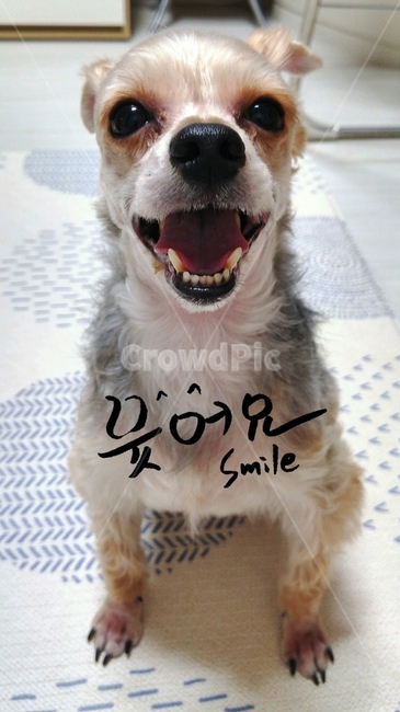 캘리그라피,스마일,강아지,애견,웃음,손글씨,표정,smile,동물,animal,포유류,mammal,개,강아지,dog,doggy,감정표현,기분,feeling,emotion,캘리그라피,손글씨,calligraphy