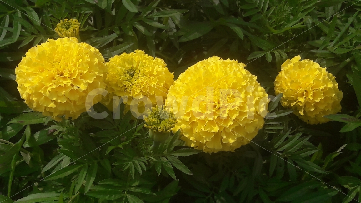 꽃,국화,노랑,초록,탐수럽다,식물,자연,plants,nature,꽃,flower