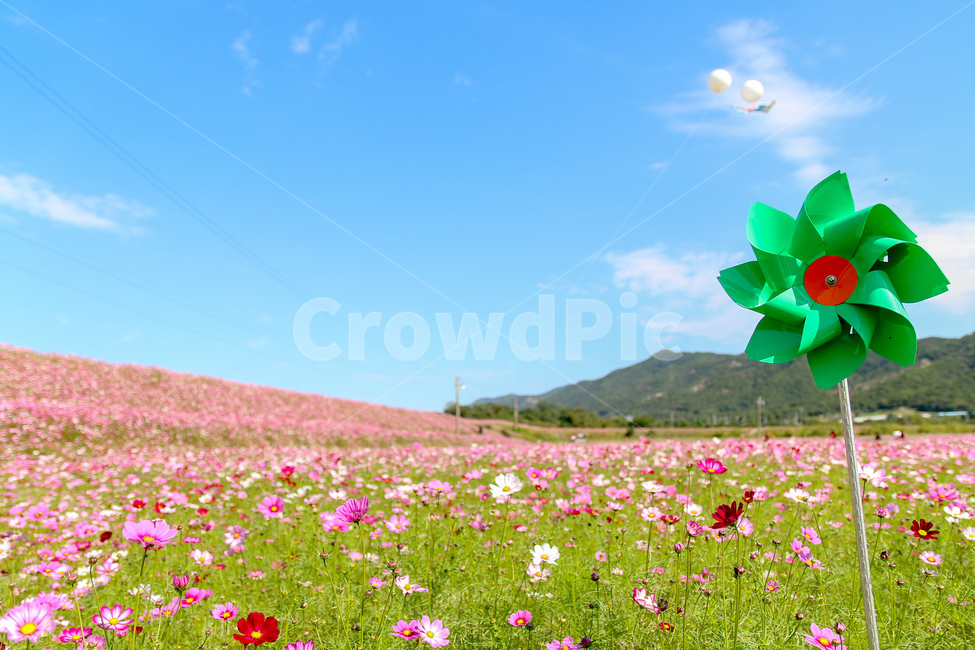코스모스,풍경,꽃밭,자연,꽃,경기도,코스모스축제,cosmos,flowergarden,flower,자연,풍경,nature,landscape,사물,물건,오브젝트,thing,object,matter,outdoors,옥외,grassland,목초지,field,들