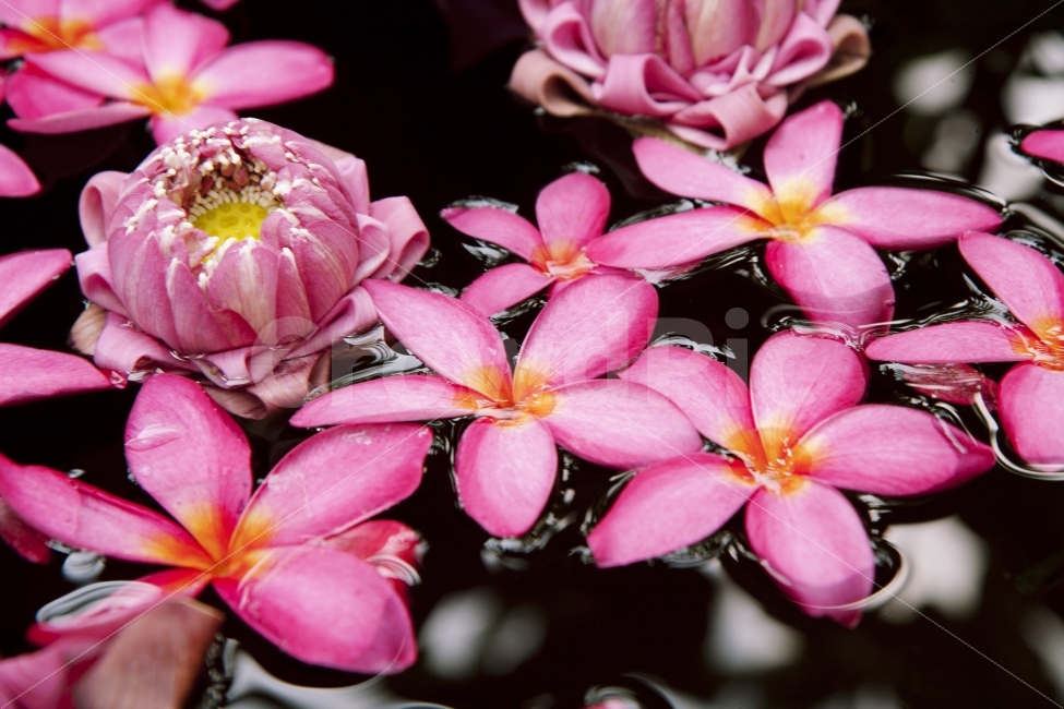 꽃,식물,풍경,자연,핑크,식물,자연,plants,nature,꽃,flower