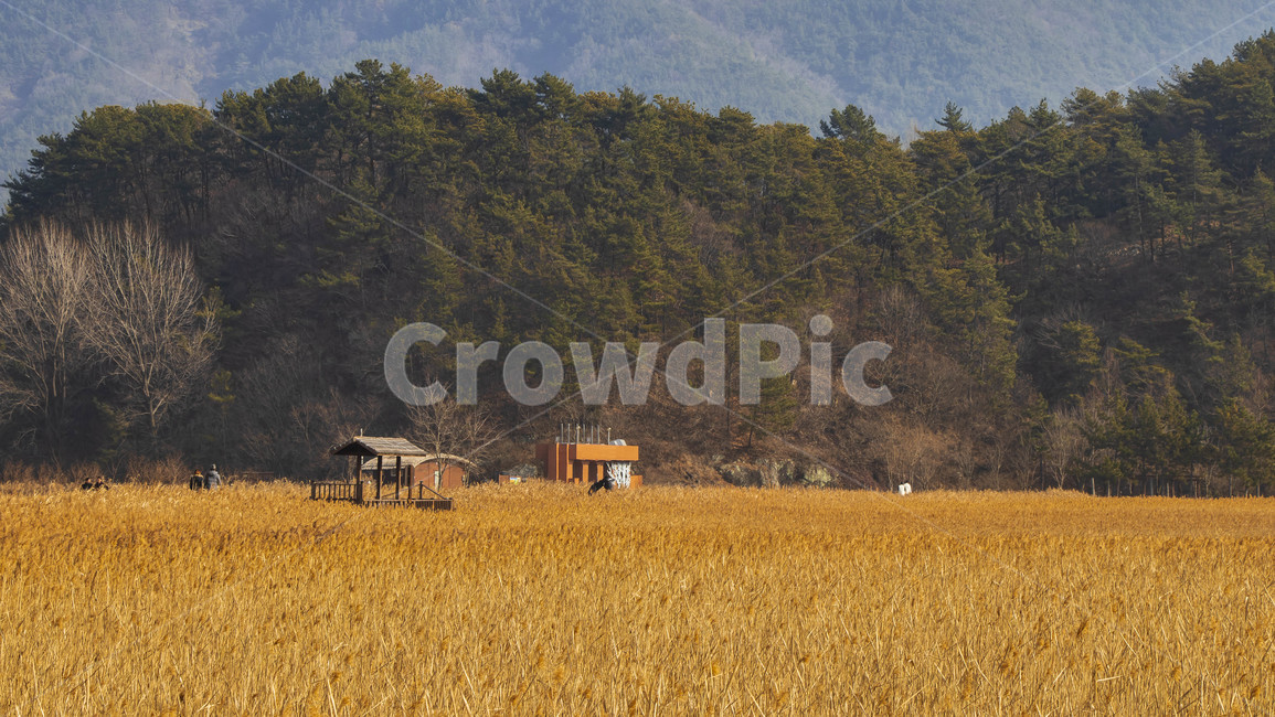 순천,순천만습지,가을,갈대,보호구역,가을,계절,fall,autumn,season,자연,풍경,nature,landscape,한국자연풍경,한국자연경관,korea nature landscape,outdoors,옥외,building,건물