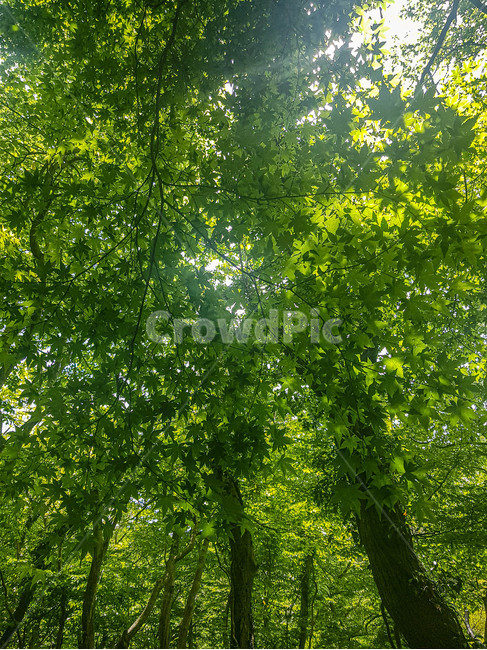 자연,힐링,감성,휴식,맑음,초록,푸른,nature,emotion,식물,plant,잎,leaf,나뭇잎,rest,blue,빛,sunny,나무,tree,숲길,forest,healing,햇빛,sunshine,green,light