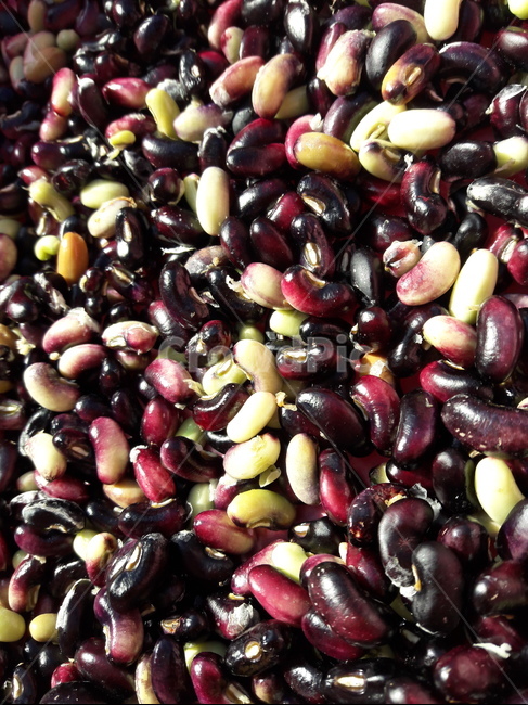 동부콩,cowpea,콩,bean,food,음식,vegetable,야채,식물,plant,blackeyedpea,콩류,견과류,beans,pulse,nuts,dry fruits