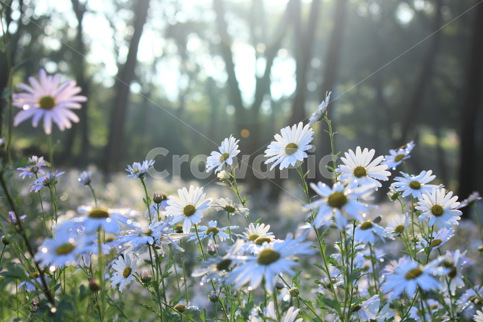 구절초,아침빛,아침햇살,밀양,상쾌,식물,자연,plants,nature,꽃,flower