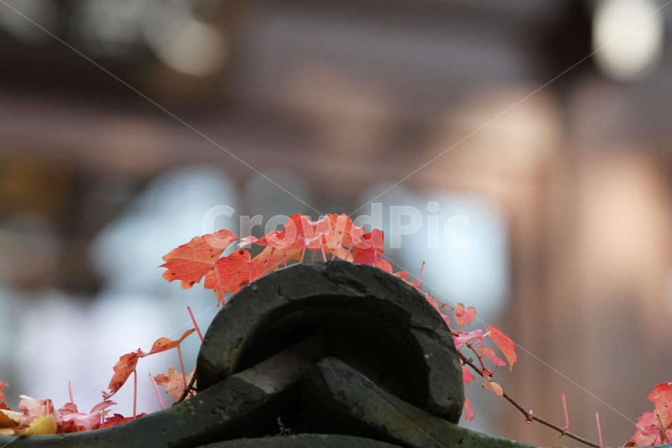 단풍잎,감성사진,가을,기와와단풍,기와,가을,계절,fall,autumn,season,한국전통,한국문화,korean traditional,korean culture,식물,자연,plants,nature,plant,leaf,잎