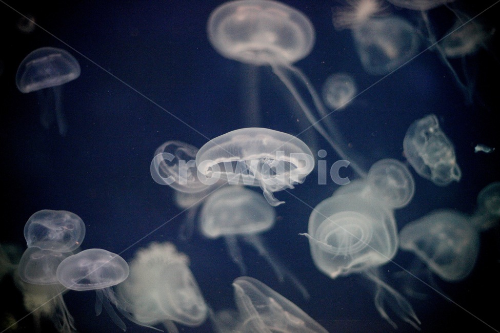 물고기,수족관,수중생물,아쿠아리움,aquarium,fish,동물,animal