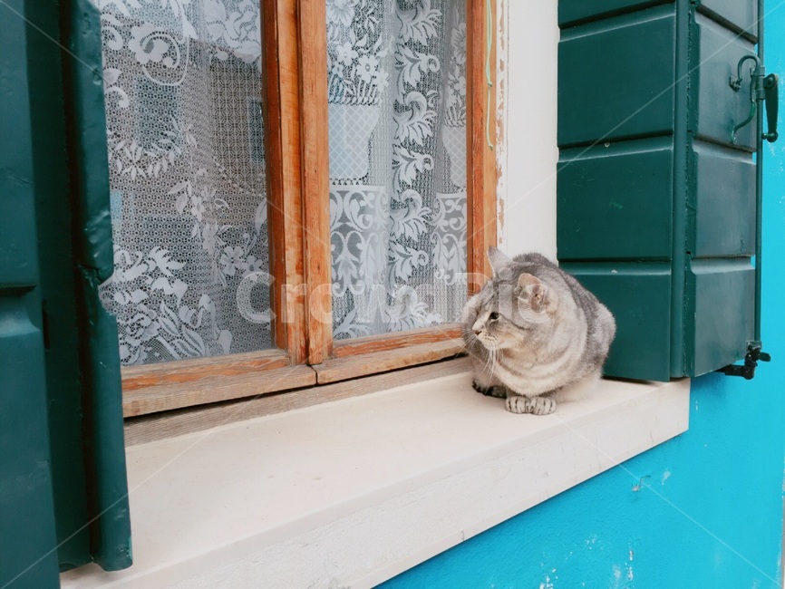 동물,고양이,창문,휴식,한가,동물,animal,포유류,mammal,고양이,cat,kitten,kitty