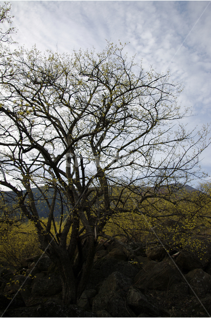 산수유,나무,하늘,꽃봉오리,봄,봄날,봄풍경,봄꽃,감성,spring,flower,봄길,산책,봄나들이,식물,꽃,봄,계절,spring,season,식물,자연,plants,nature,나무,trees,wood,tree trunk,나무 줄기,tree,plant