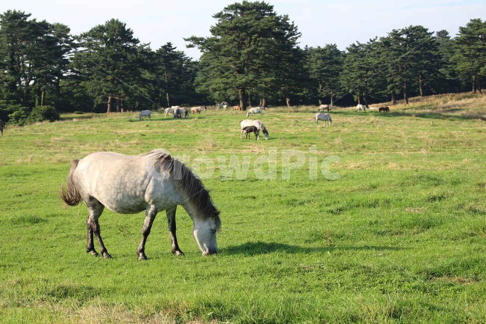 말,제주도,동물,평화,horse,jeju,동물,animal,포유류,mammal,산업,industry,industrial,목축업,목장,livestock farming,ranching,pasture