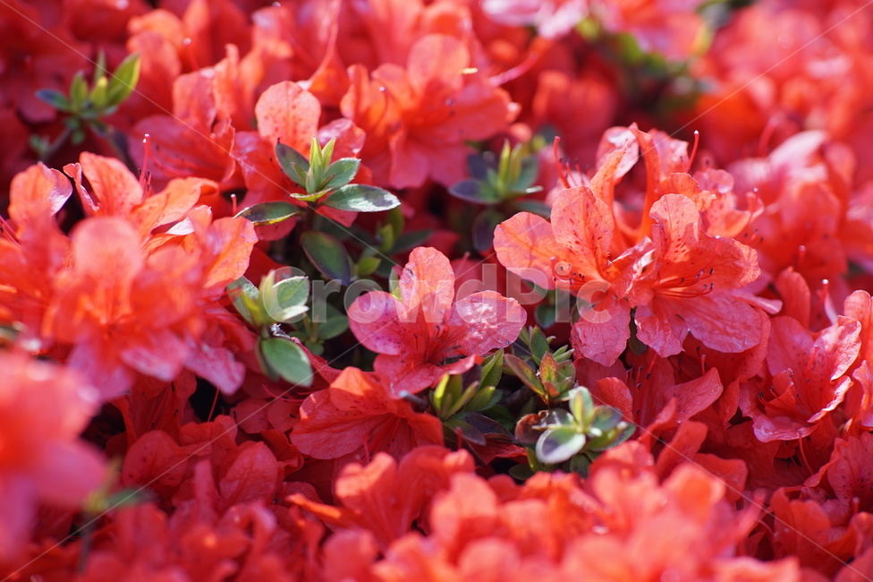 식물,flower,꽃,blossom,영산홍,붉은꽃,red,식물,자연,plants,nature,꽃,flower