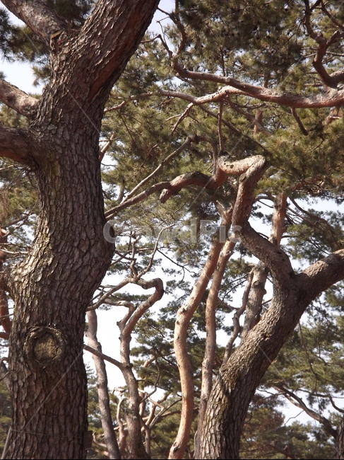 의림지,소나무,나무,유원지,숲,자연,식물,자연,plants,nature,나무,trees,wood