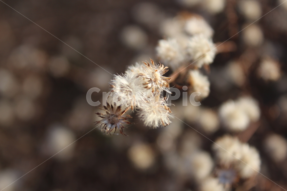 plant,식물,white,fruit,winter
