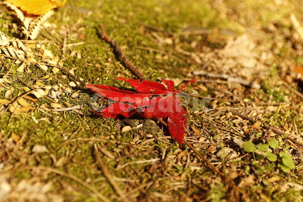 단풍,나뭇잎,가을,흙,이끼,자연,가을,계절,fall,autumn,season,leaf,잎,plant,식물,tree,나무