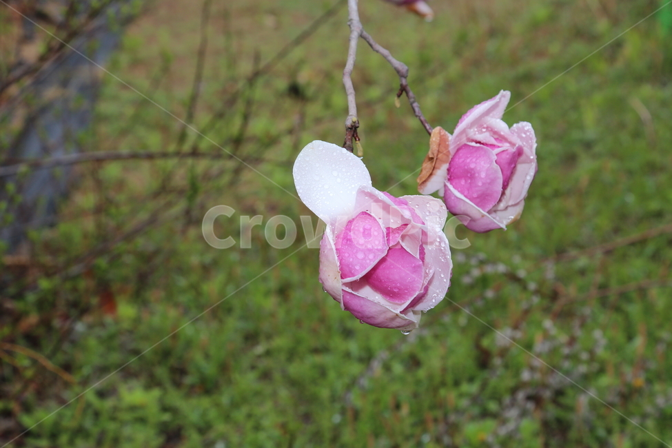 꽃,자목련,봄,목련,천리포수목원,봄,계절,spring,season,식물,자연,plants,nature,꽃,flower,blossom,rose,장미,plant