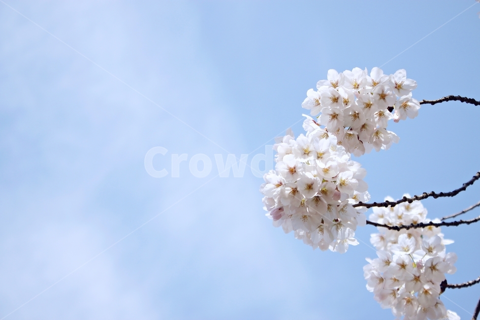 벚꽃,봄,벚꽃향기,만개,풍성,꽃,flower,식물,나무,하늘,blue,맑음,흰색,하얀색,white,순수,감성,봄,계절,spring,season,식물,자연,plants,nature,꽃,flower,plant