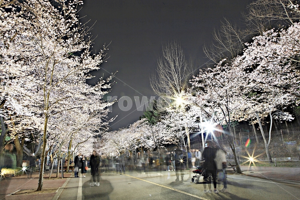벗꽃,야간벗꽃길,인천대공원,꽃,조명,풍경,자연,배경