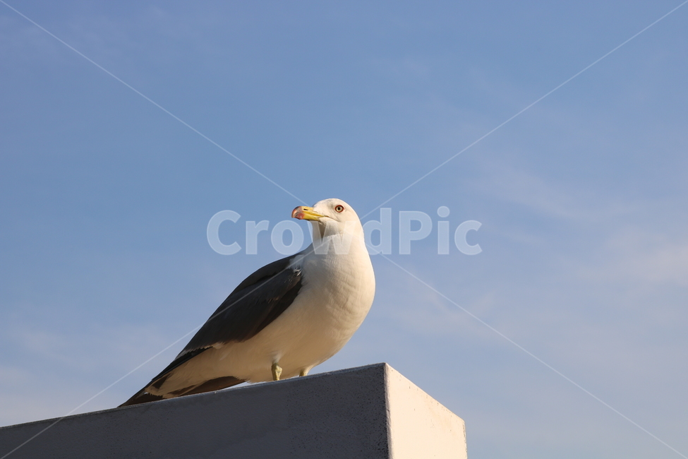 갈매기,새,조류,바다,동물,하늘,자연,동물,animal,조류,새,birds