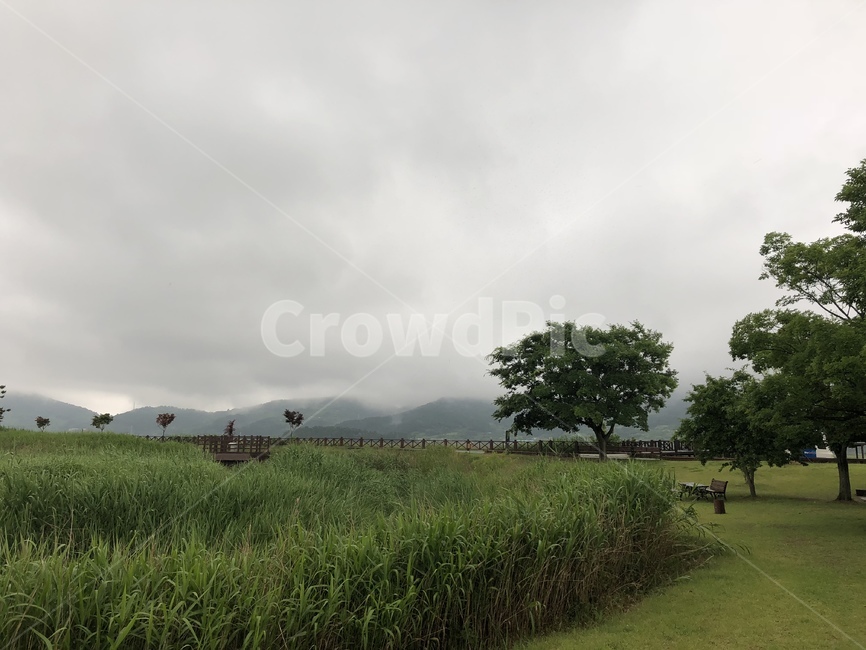 nature,자연,outdoors,옥외,field,식물,plant,잔디,grass,들,grassland,목초지,공원,흐림,하늘,구름,먹구름,숲,산책,길,생태공원,나무,갈대,자연,풍경,nature,landscape