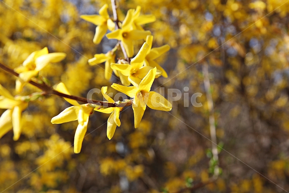 개나리,개나리꽃,꽃,봄꽃,노란꽃,봄,식물,자연,공원,식물,자연,plants,nature,꽃,flower