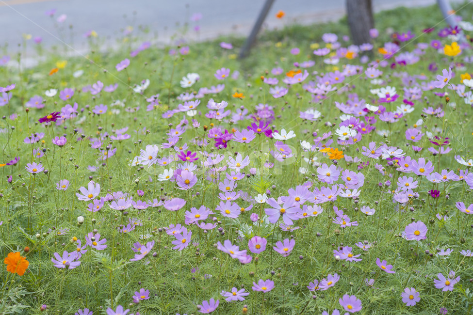 꽃,꽃사진,코스모스,가을꽃,꽃밭,가을,계절,fall,autumn,season,식물,자연,plants,nature,꽃,flower,plant,grassland,목초지,outdoors,옥외,field,들