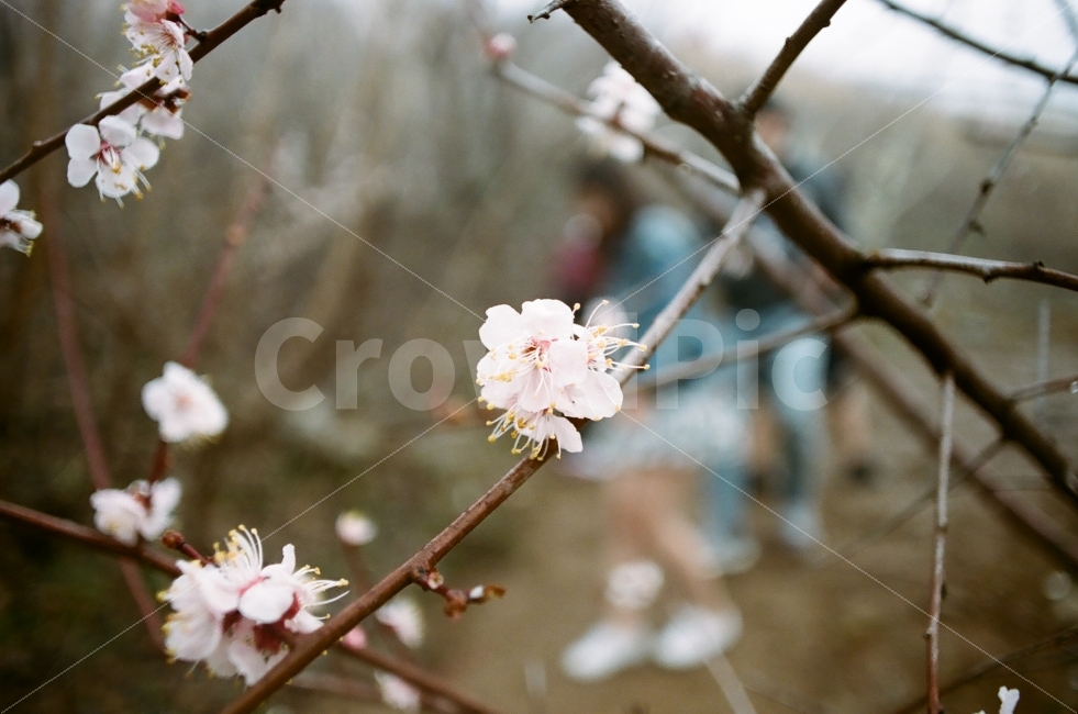 매화,봄,아련함,그리움,흐림,봄,계절,spring,season,식물,자연,plants,nature,꽃,flower,감성,sensible,feeling,plant