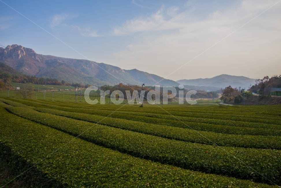 하늘,구름,산,녹차밭,자연,가을,계절,fall,autumn,season,자연,풍경,nature,landscape,한국자연풍경,한국자연경관,korea nature landscape,시골,마을,country,rural,town,outdoors,옥외