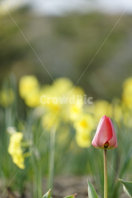 식물,plant,꽃,flower,튤립,tulip,식물,자연,plants,nature,꽃,flower