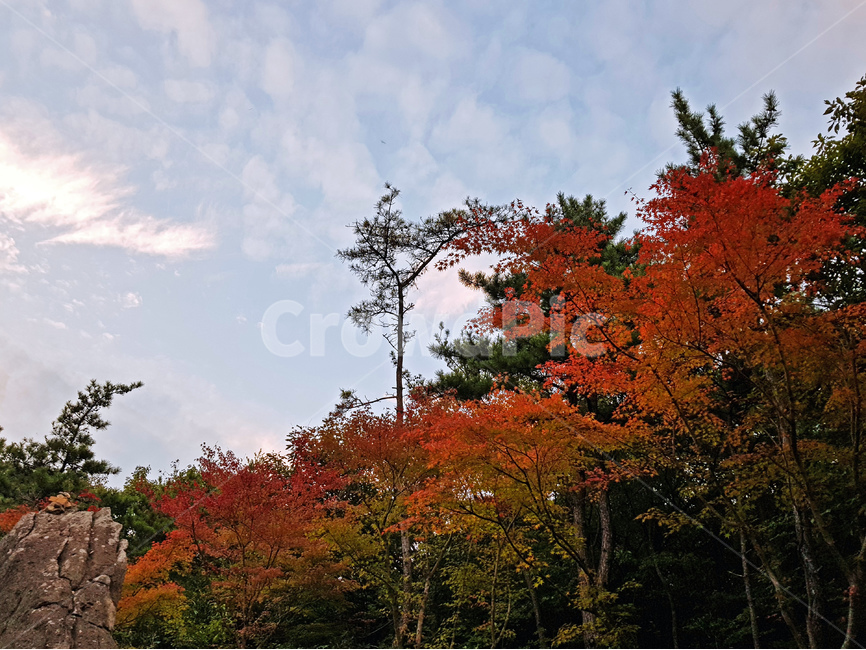가을,단풍,하늘,붉은,나무,풍경,배경,자연,가을,계절,fall,autumn,season,leaf,잎,plant,식물,tree,maple