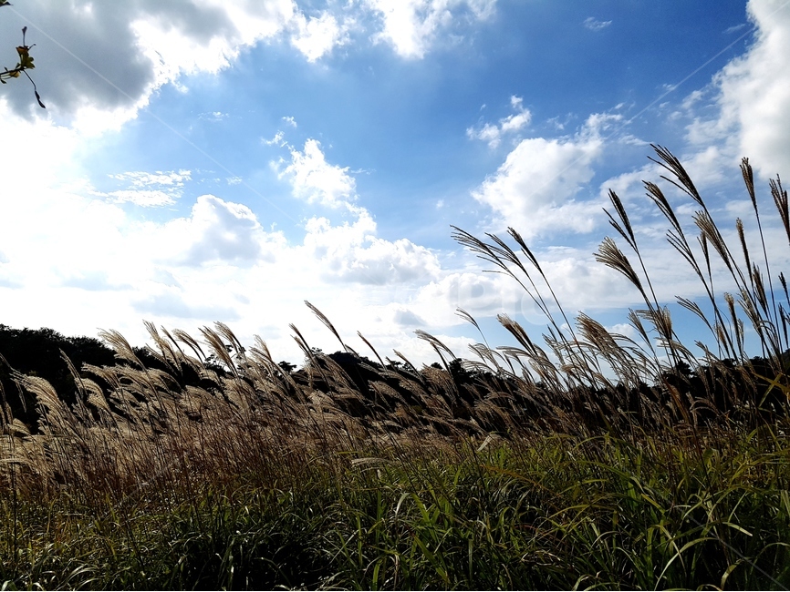 영인산,억새,하늘,가을,풍경,해,뭉게구름,가을,계절,fall,autumn,season,자연,풍경,nature,landscape,plant,식물,grass,잔디,lawn,reed,갈대