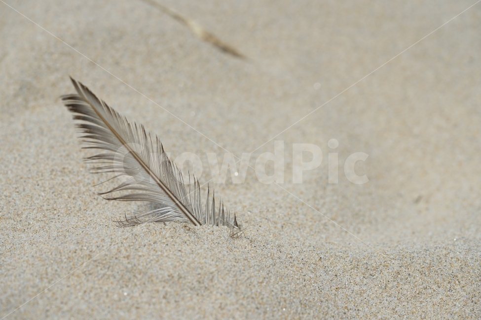 모래,바닷가,모래사장,깃털,감성,감성사진,느낌,털,접사,sand,걷기,산책,깃,해변,바다,beach,sea