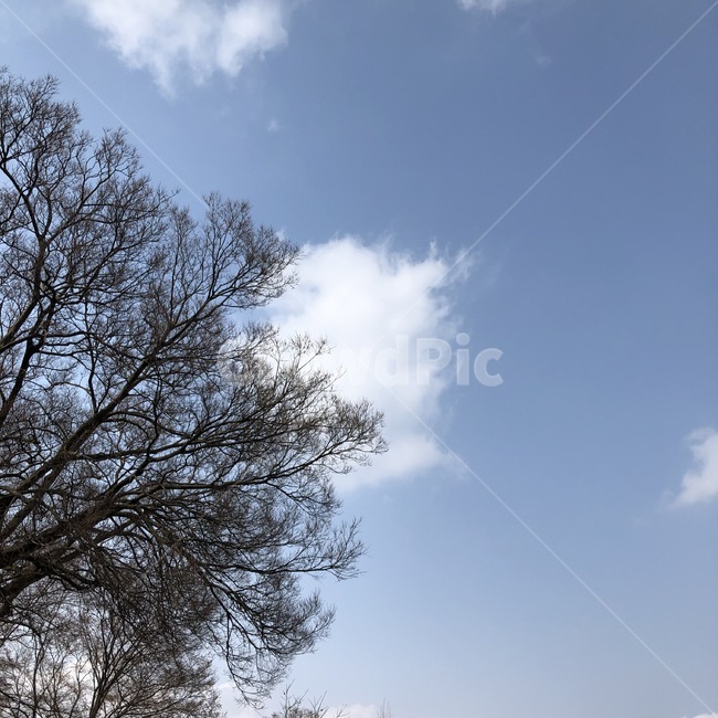 하늘,구름,나무,자연,파란하늘,봄,자연,풍경,nature,landscape,tree,plant,식물