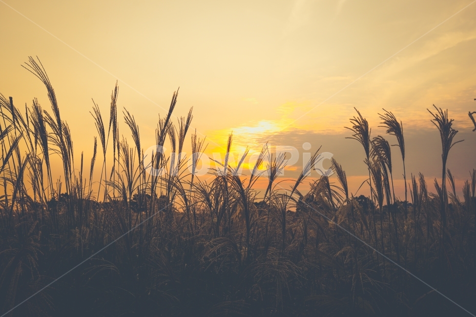 가을,감성,노을,억새,분위기,풍경,붉은,자연,자연,풍경,nature,landscape,감성,sensible,feeling,grass,잔디,plant,식물,lawn,reed,갈대