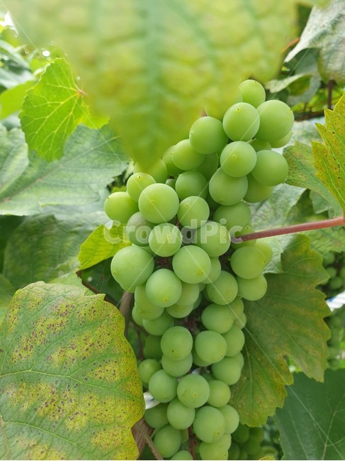 식물,포도,과일,식품,plant,grapes,fruit,food,신선한,청포도,greengrape,촘촘한,한송이,green,초록,열매,여름