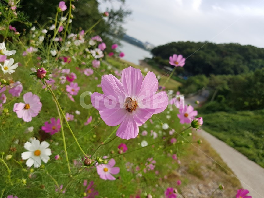 벌,bee,꿀벌,꽃,분홍색,flower,blossom,식물,자연,plants,nature,꽃,flower
