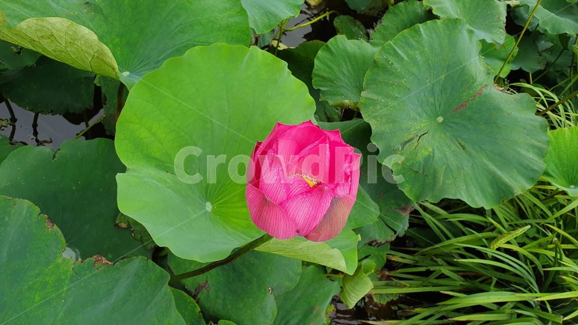 연꽃,식물,lily,blossom,꽃,자연,식물,자연,plants,nature,꽃,flower
