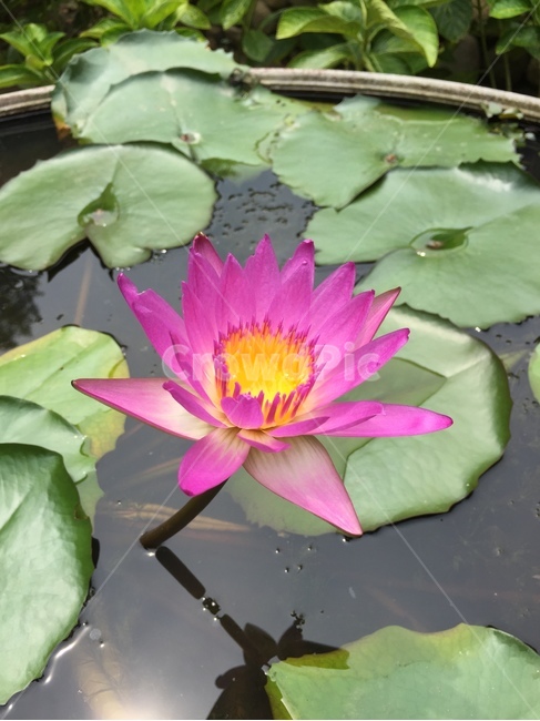 연꽃,연못,핑크색,연꽃연못,lotus,식물,자연,plants,nature,꽃,flower