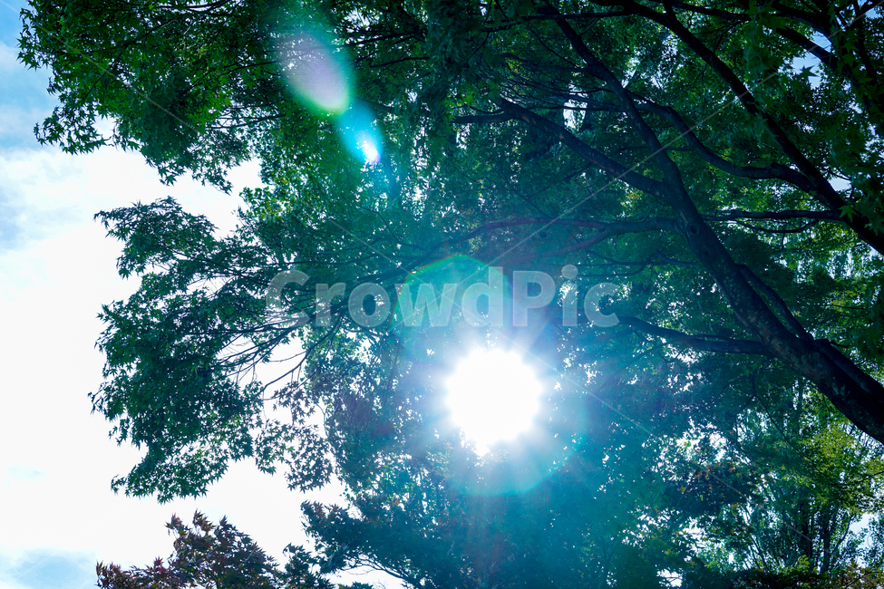 빛,나무,여름,초록,플레어,휴식,힐링,rest,relaxation,healing