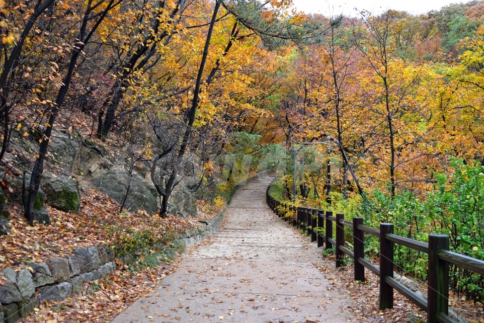 남산,가을,단풍,풍경,고궁,서울,낙엽,도심지,명소,자연,비경,단풍나무,가을색,가을색채,오색,자연,풍경,nature,landscape,가을,계절,fall,autumn,season,path,통로,plant,식물,tree,나무